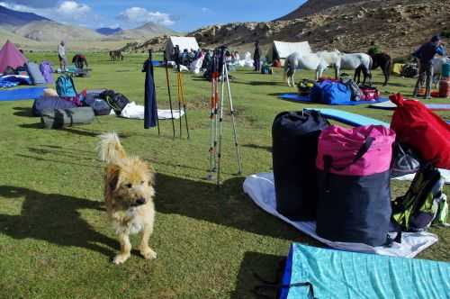 TREKKING IN LADAKH | CHANGTANG 2017